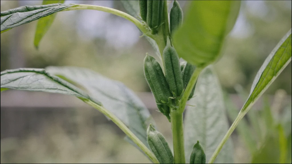 dashu sesame oil 4