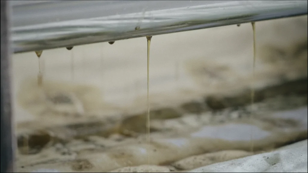 dashu sesame oil 6