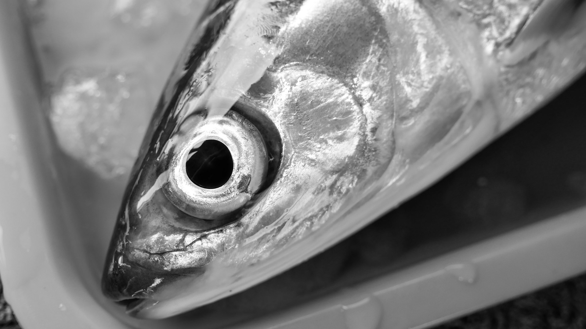 大航海時代飲食踏查:虱目魚 大航海時代飲食踏查:虱目魚